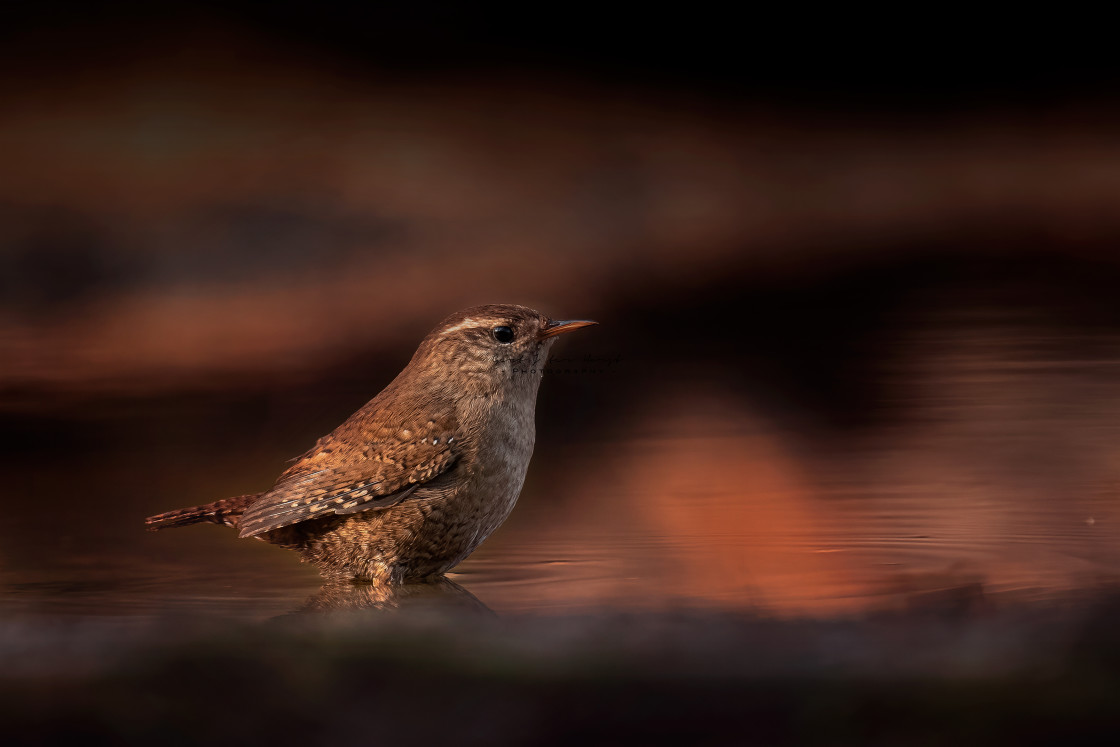 "Wet feet" stock image