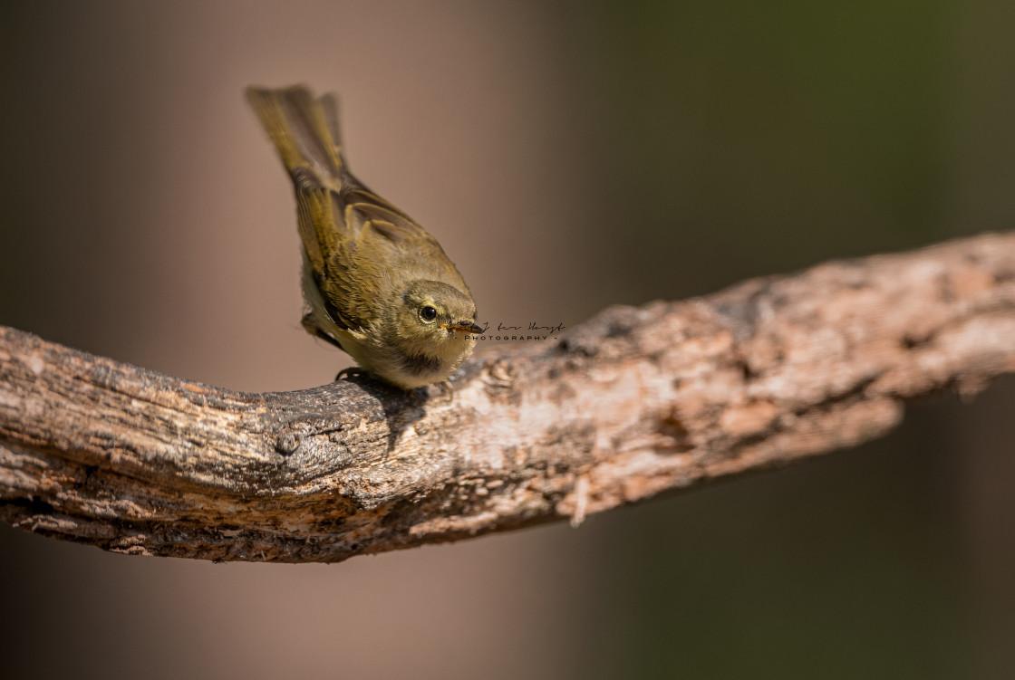 "Songbird" by Gert J ter Horst - $9.45 "Songbird" stock image