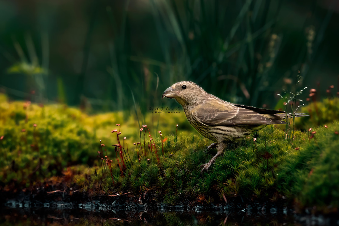 "Juvenile Crossbill on moss" stock image