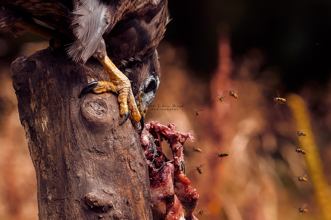 "Wasp attack on a buzzard prey." stock image