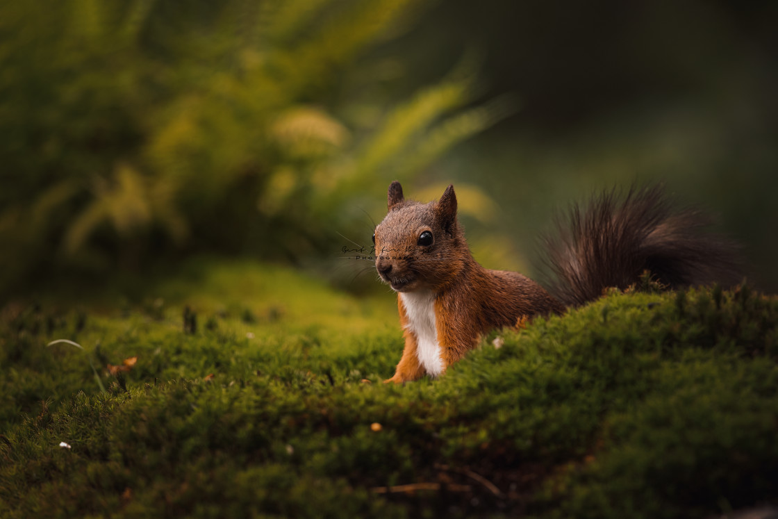 "Squirrel on green (sale)" stock image