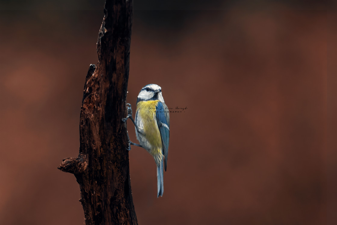 "Perching blue tit" stock image