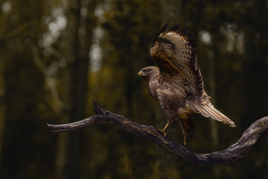 "Spreading the wings" stock image