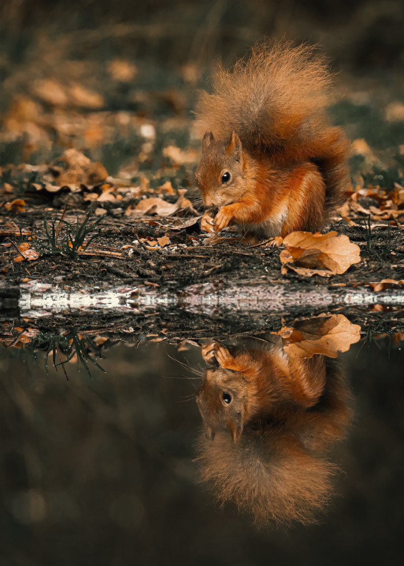 "Reflection of a red squirrel" stock image