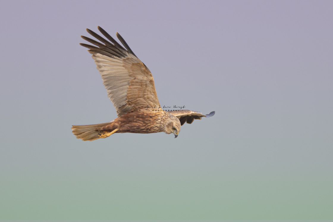 "Looking for a prey (male Marsh Harrier)" stock image