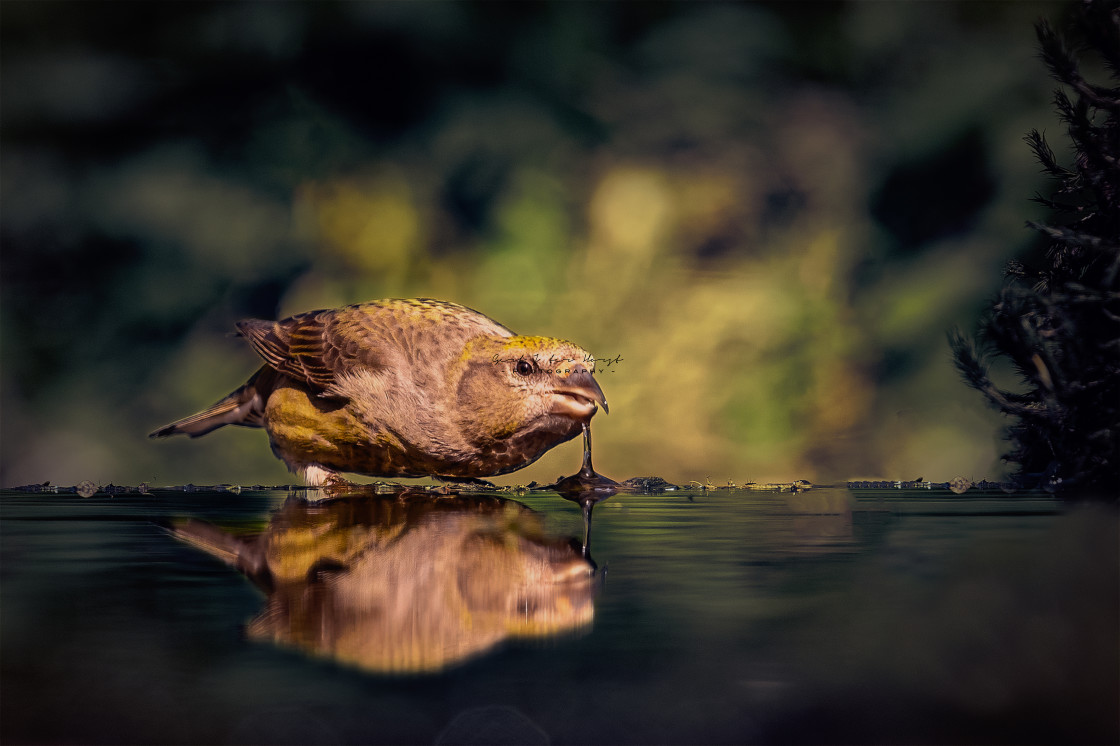 "Drinking crossbill bird with reflection in a dark forest" stock image