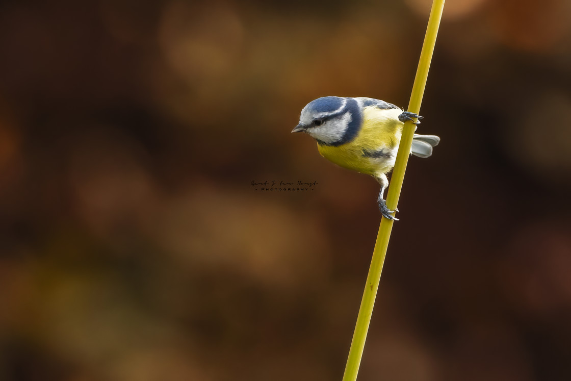 "Vista point for a blue tit" stock image