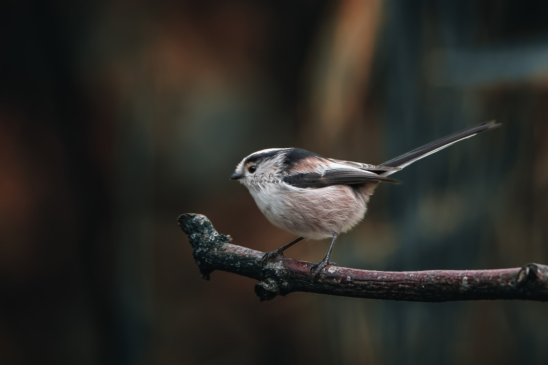 "Perching long-tailed tit" stock image