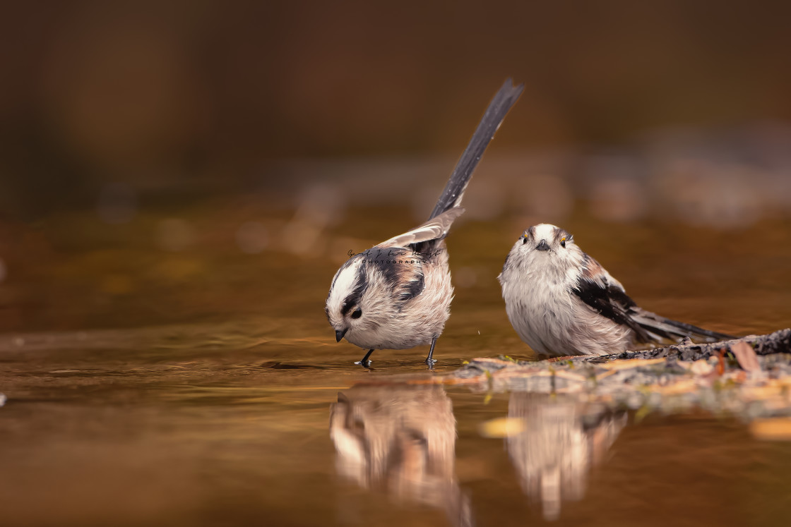 "Birds taking a bath together" stock image