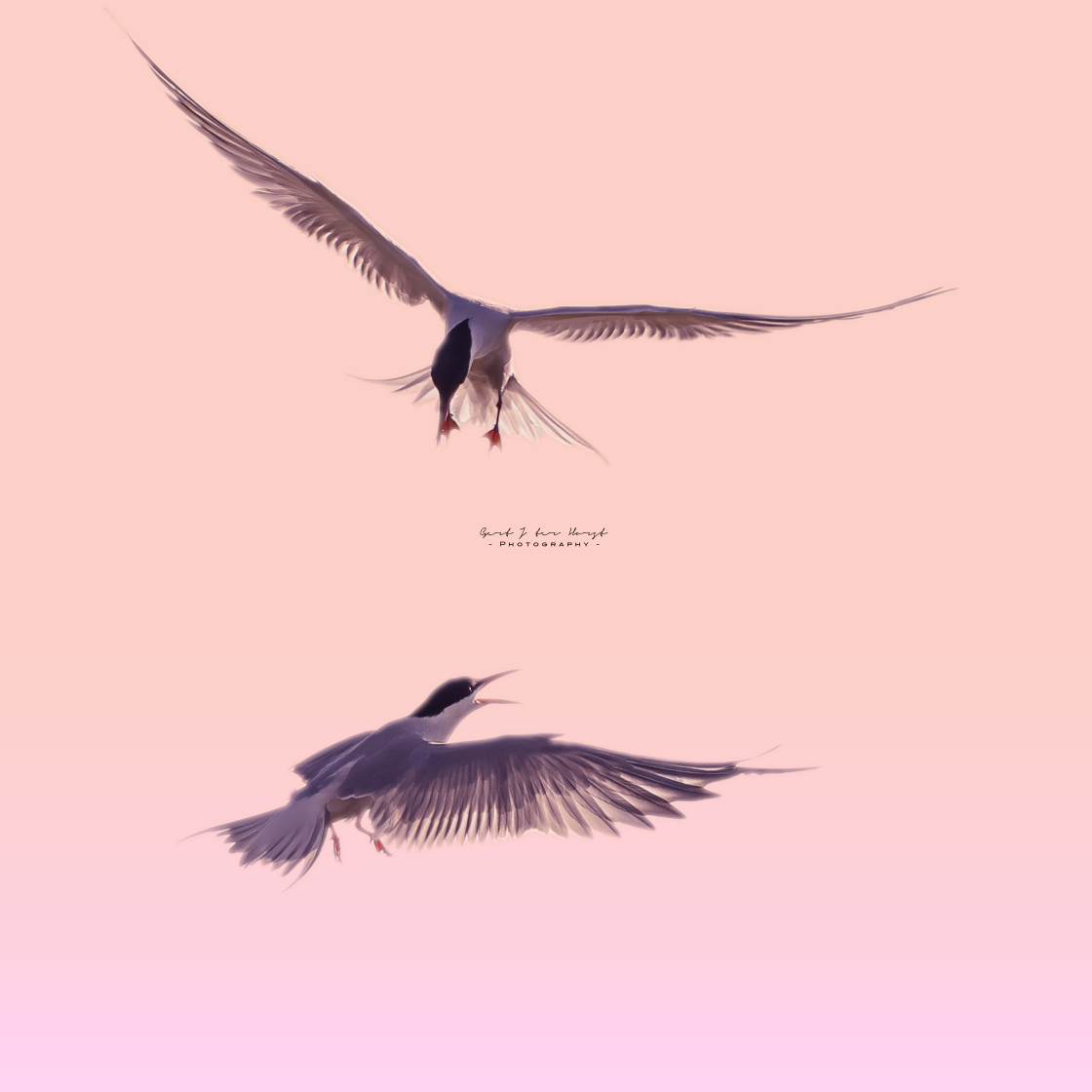 "Common terns flying" stock image