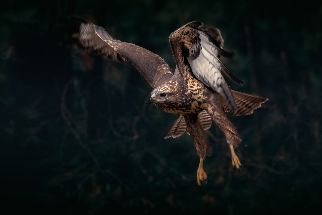 "Flying bird of prey" stock image