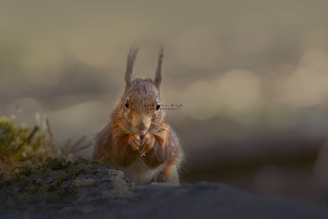 "Doing my prayers" stock image