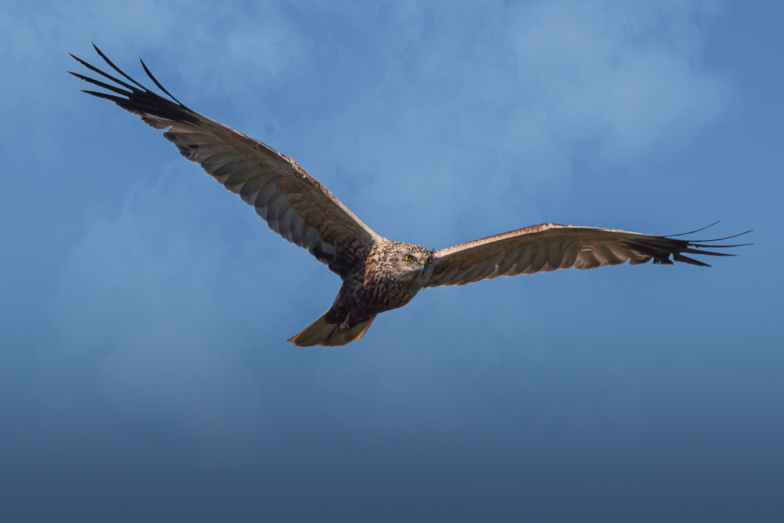 "Flying marsh harrier against a clear blue sky" stock image