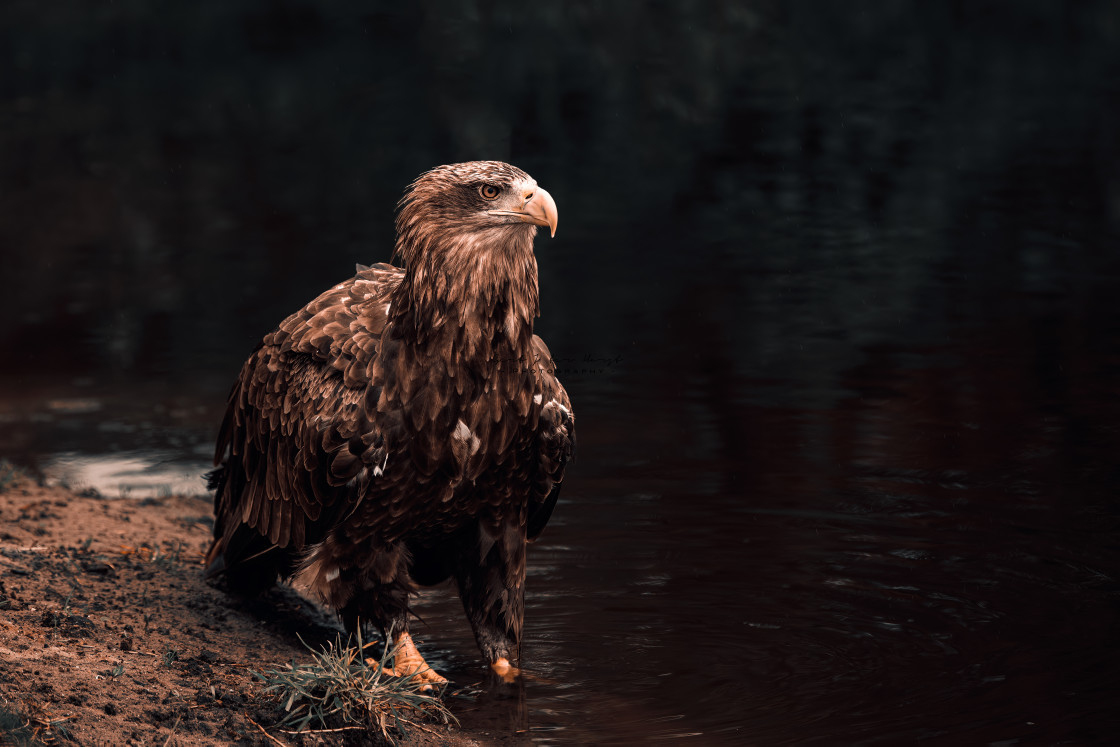 "Eagle perching near water" stock image