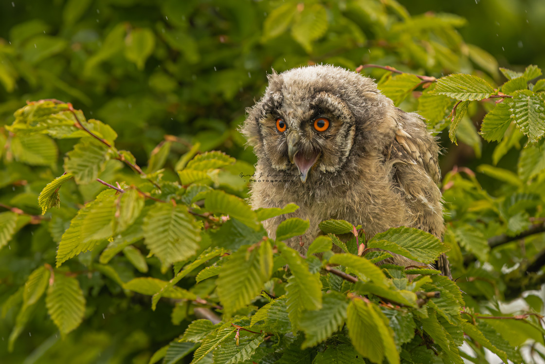 "Chick of an eagle owl with gorgeous orange eyes in a beech tree." stock image