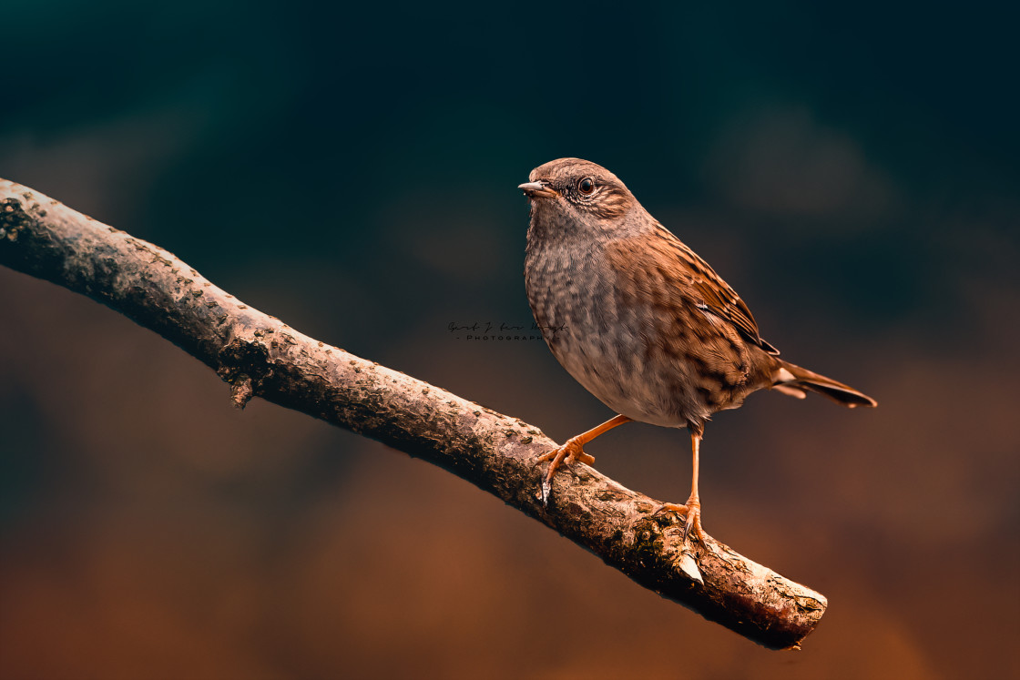 "Perching dunnock in the garden" stock image