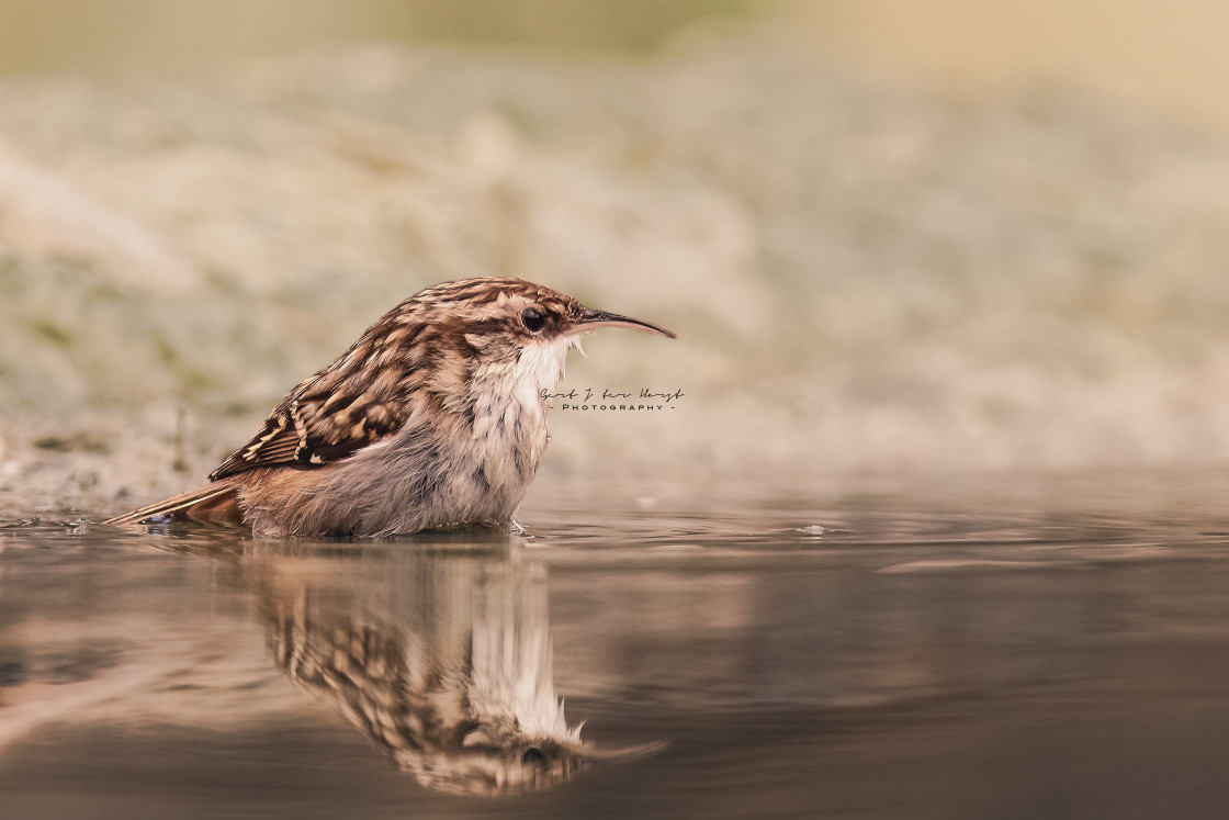 "Short-toed treecreeper taking a bath" stock image