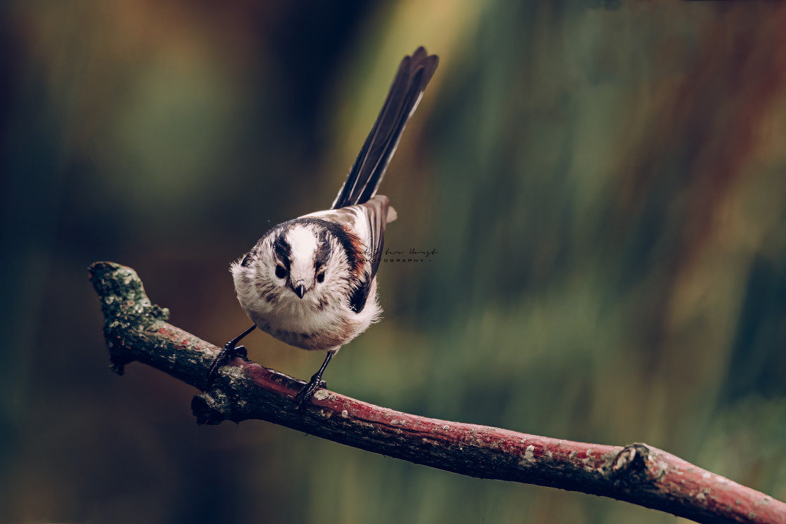 "Perching long-tailed tit" stock image