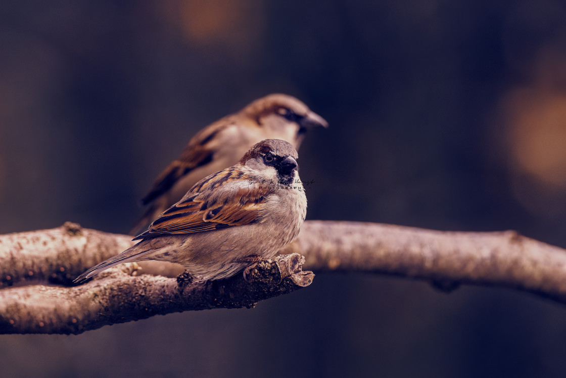 "Sparrow brothers perching together" stock image