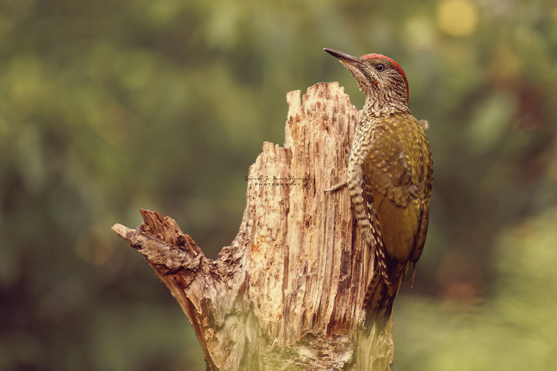 "Juvenile green woodpecker is perching in a dead tree top." stock image