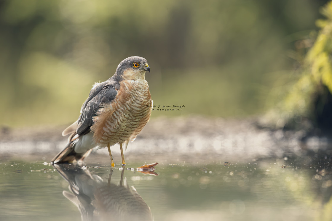 "Male sparrow hawk perching in water" stock image