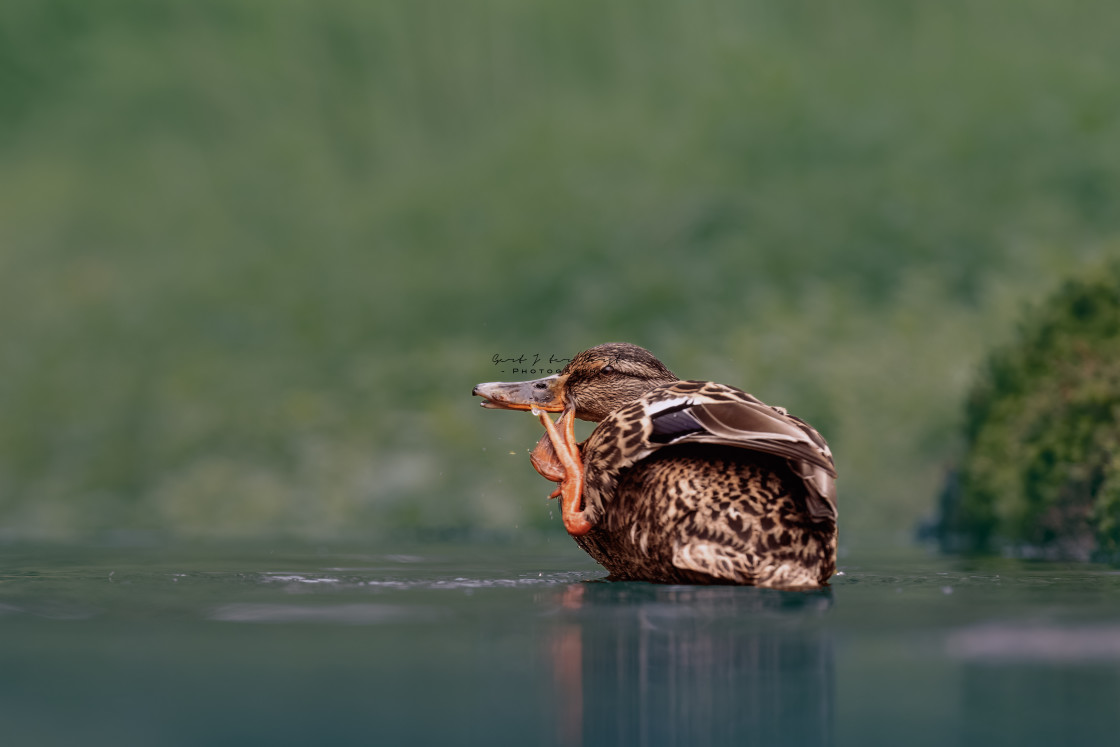 "An itch" stock image