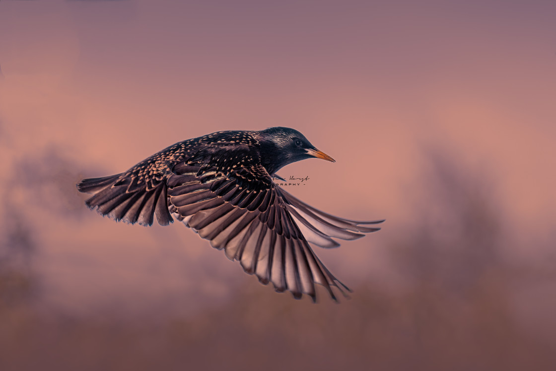 "Starling at sunset" stock image