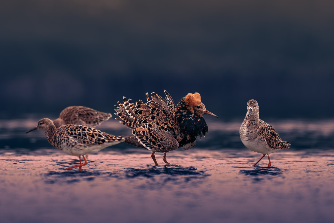 "Ruff male showing his beautiful plumage" stock image