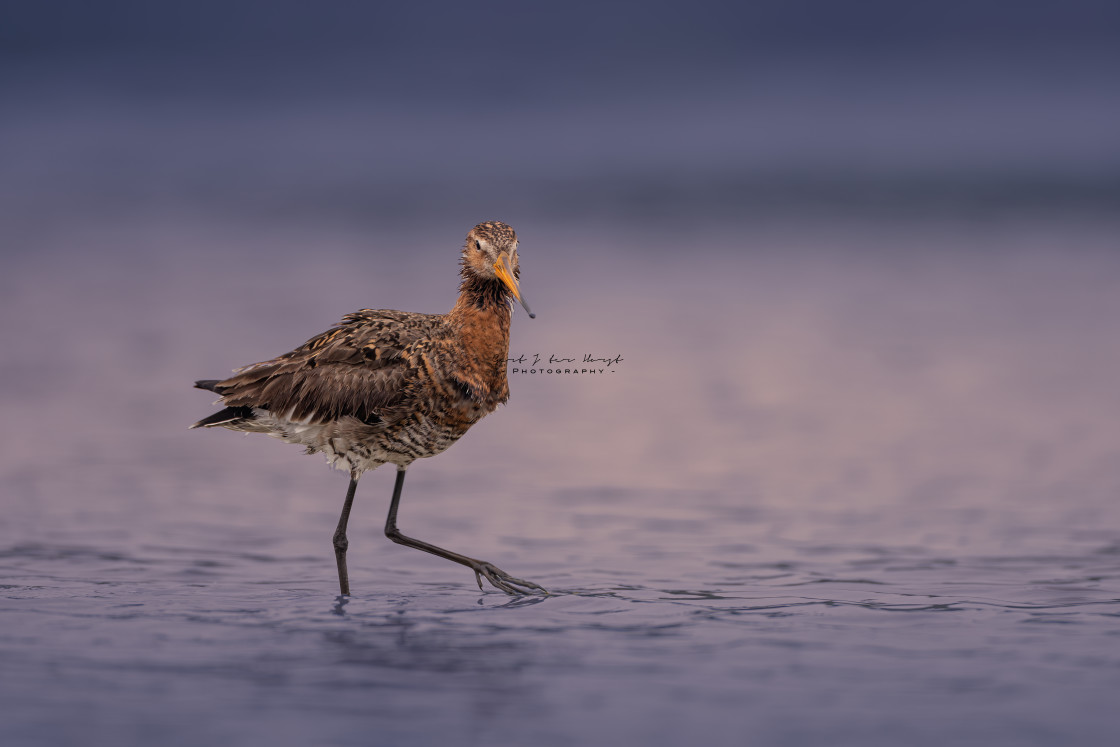 "Black-tailed godwit" stock image