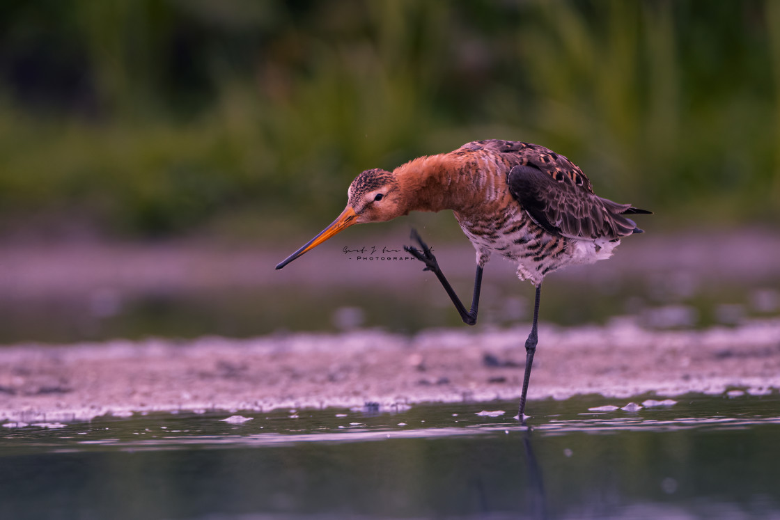 "Black-tailed godwit with an itch" stock image