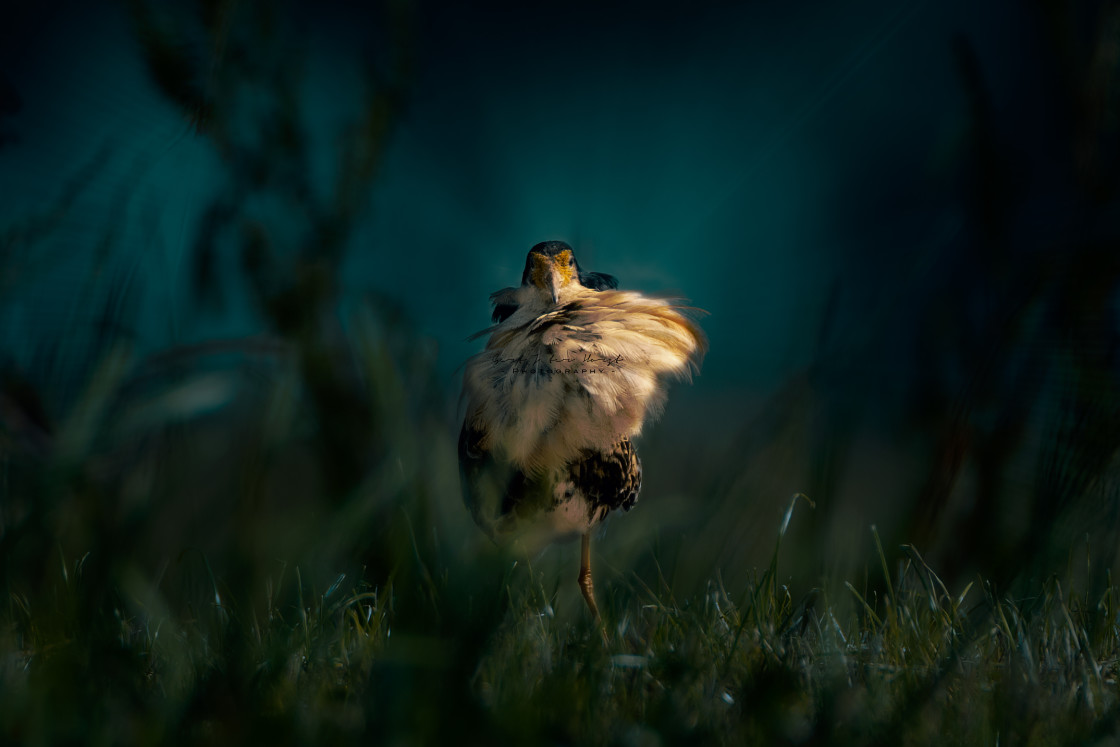 "Ruff in blue" stock image