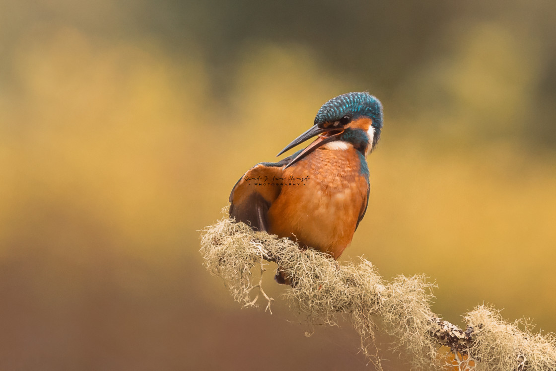 "Cleaning my feathers" stock image