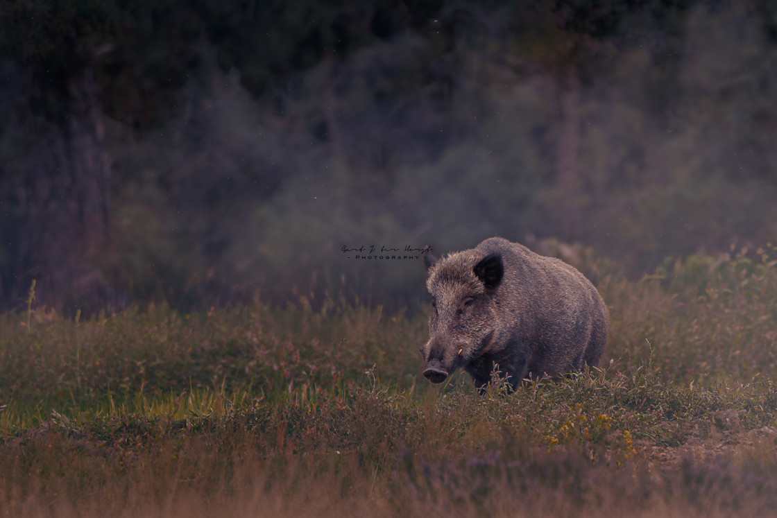 "Wild boar" stock image