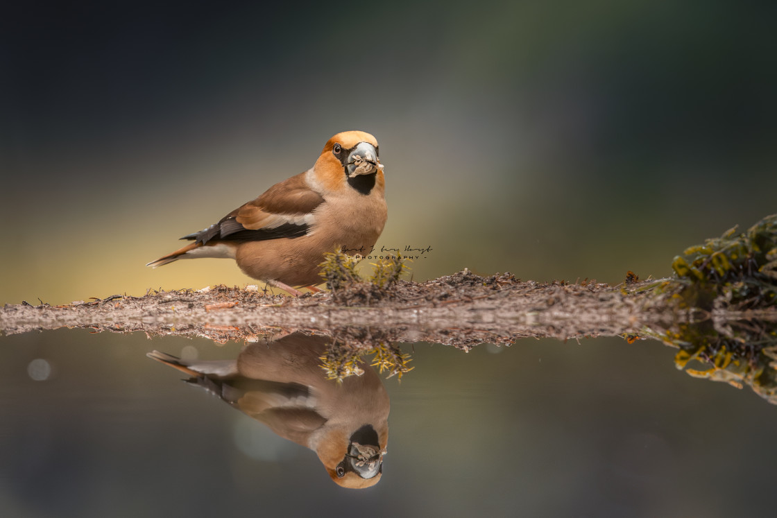 "Reflection of a hawfinch" stock image