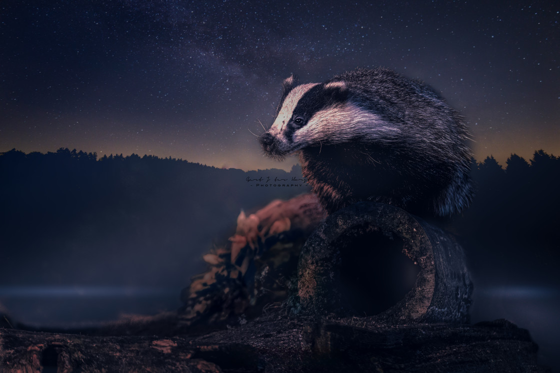 "Badger - poster style" stock image