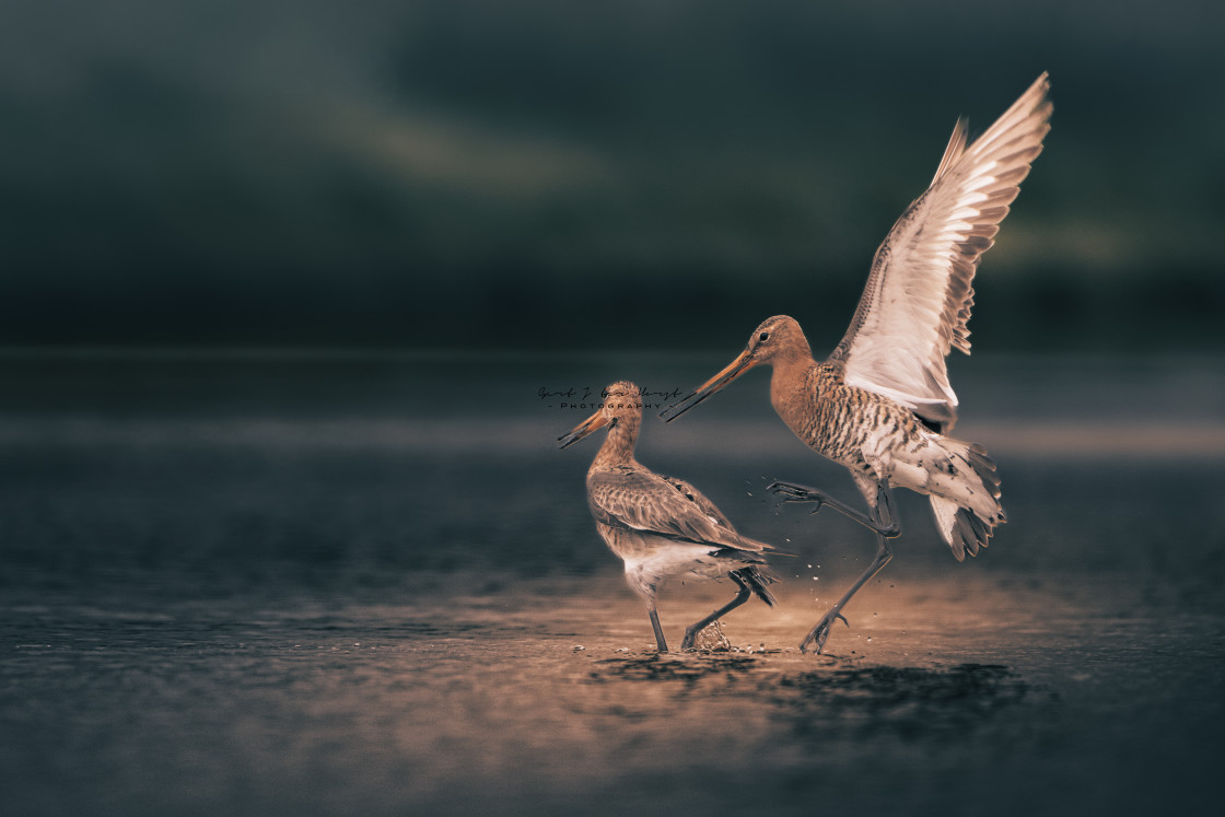 "Couple of black tailed Godwit" stock image