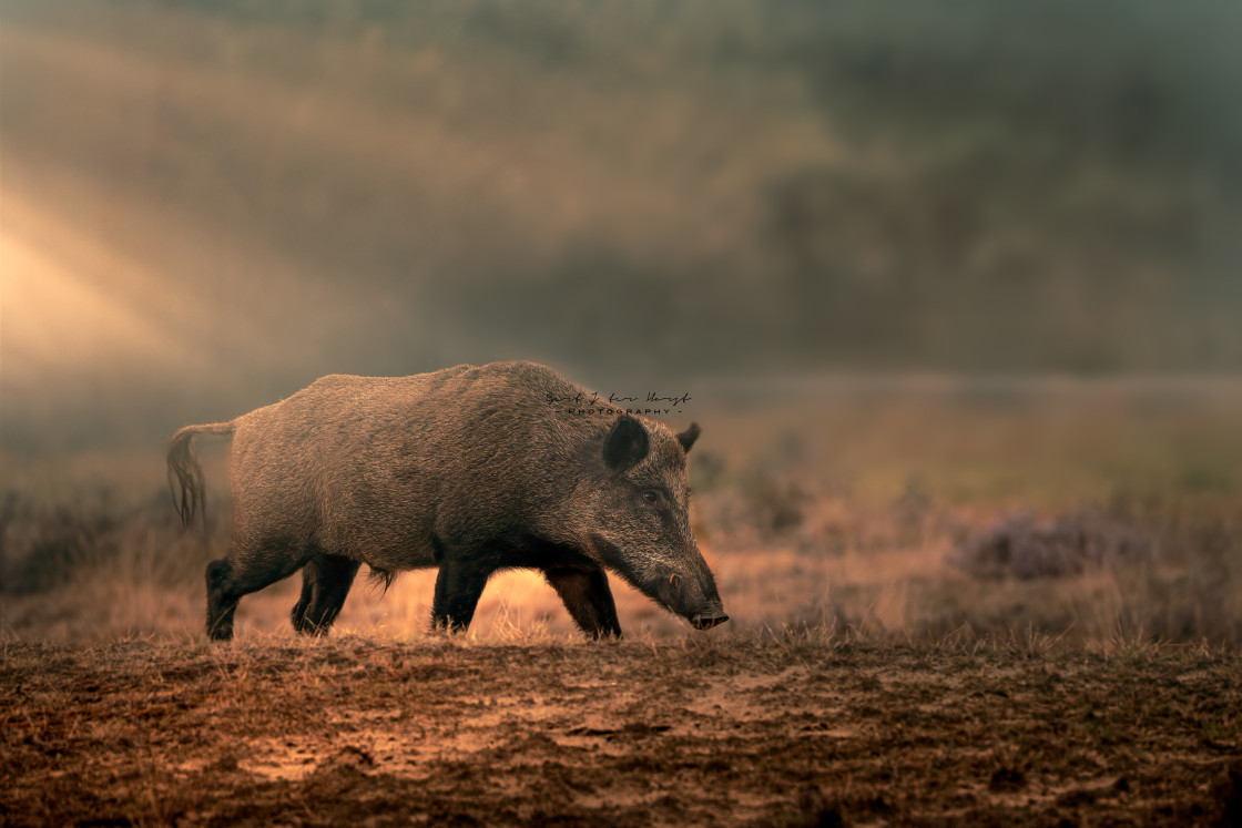 "Wild boar in morning mist" stock image