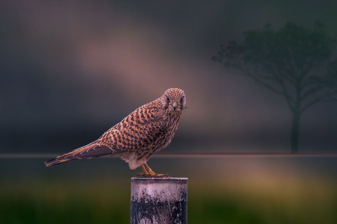 "Kestrel" stock image