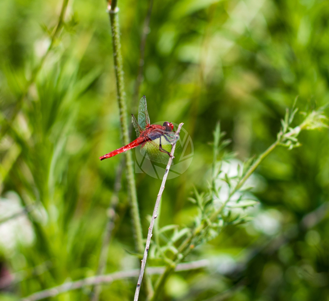 "Red dragonfly" stock image