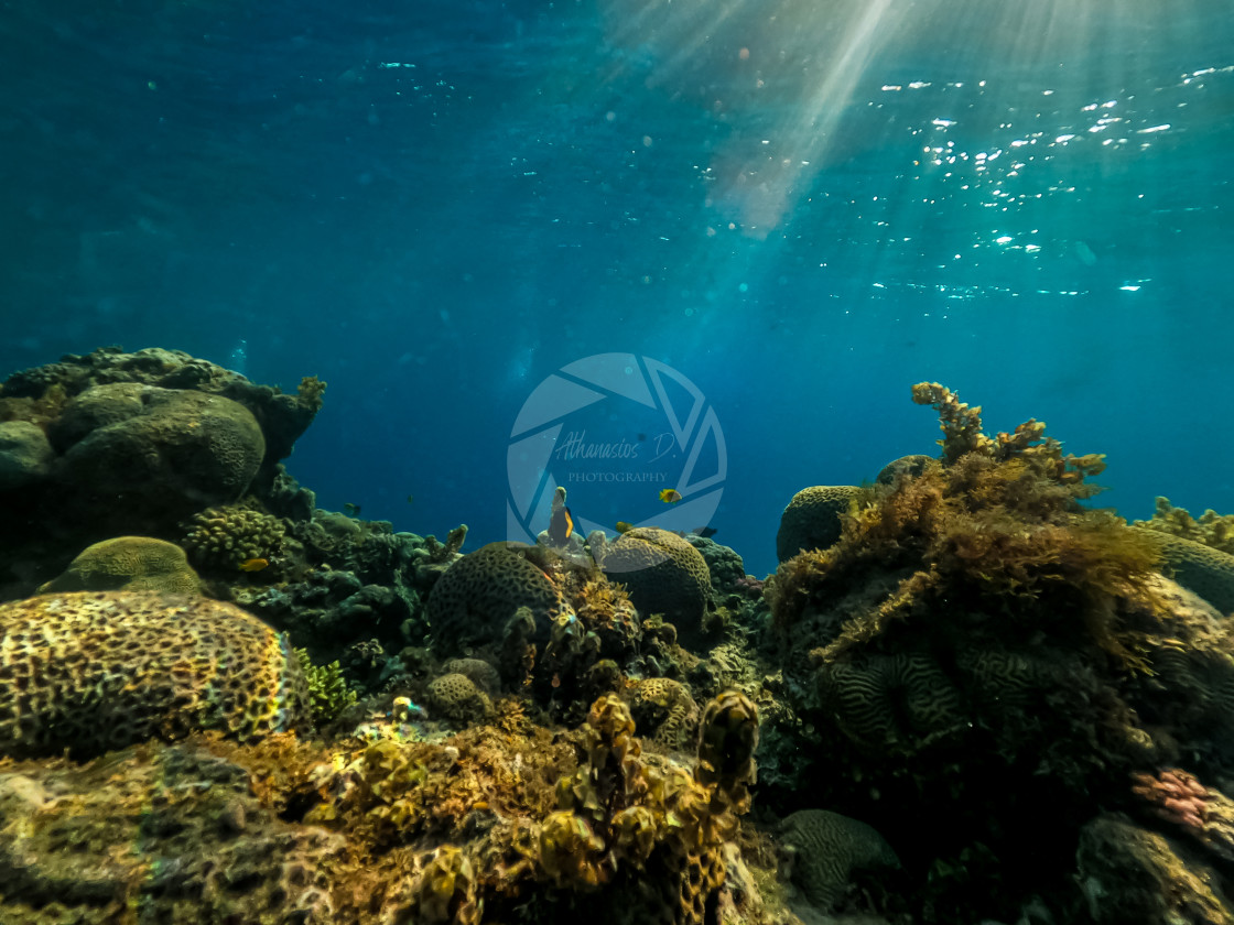 "Underwater photos of the coral reef and the marine life in Red sea. Dahab Egypt" stock image