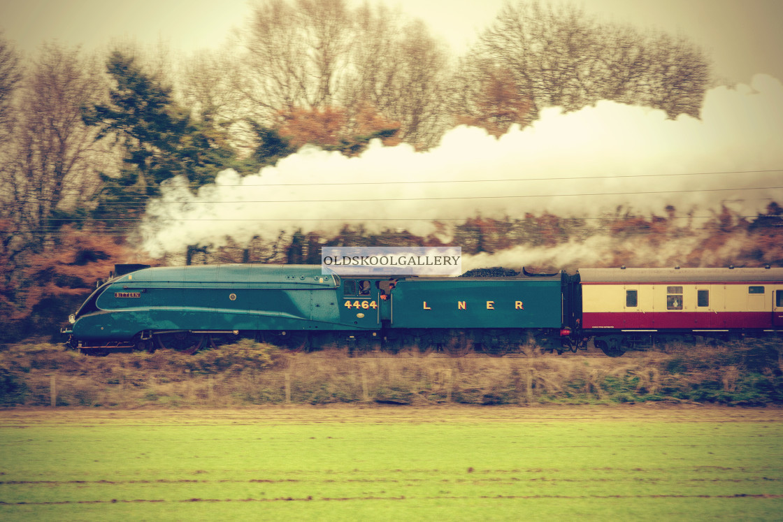 "4464 Bittern - Helpston (2014)" stock image