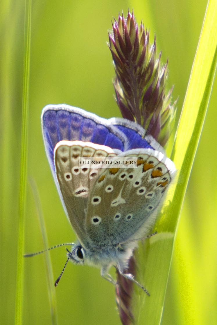 "Common Blue (2015)" stock image