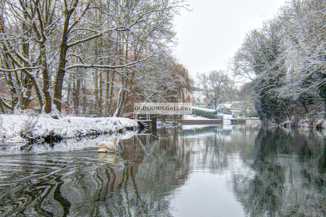 "The Winter Nene (2018)" stock image