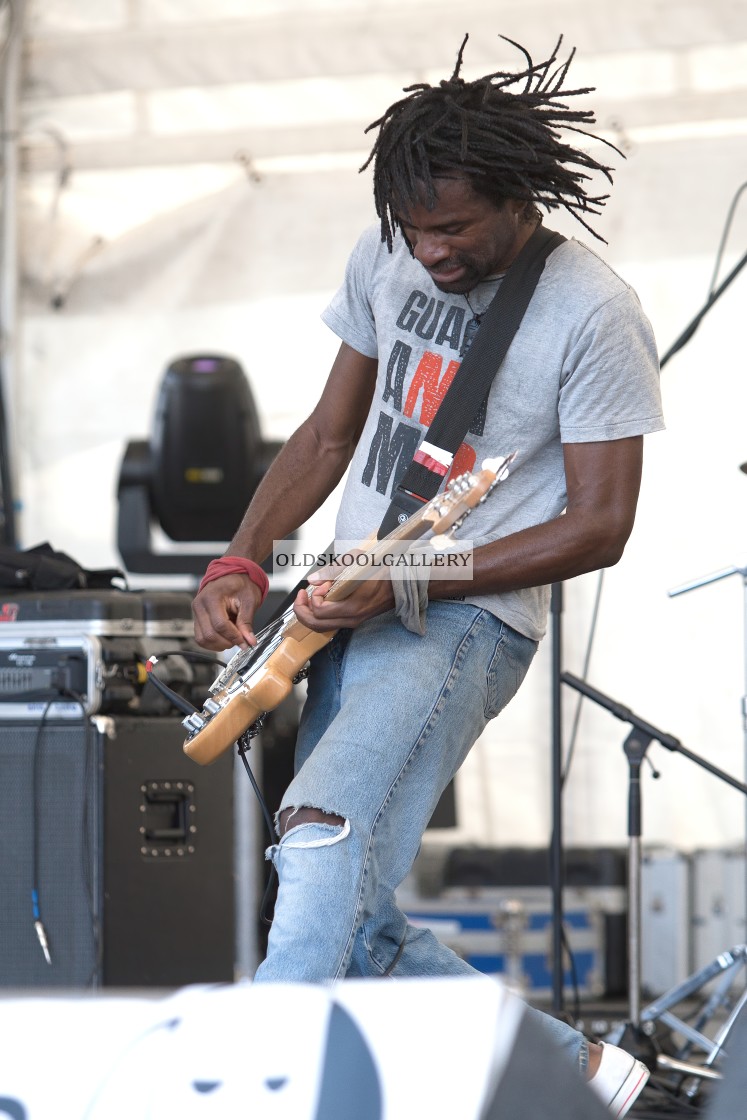 "Willow Festival (2013)" stock image