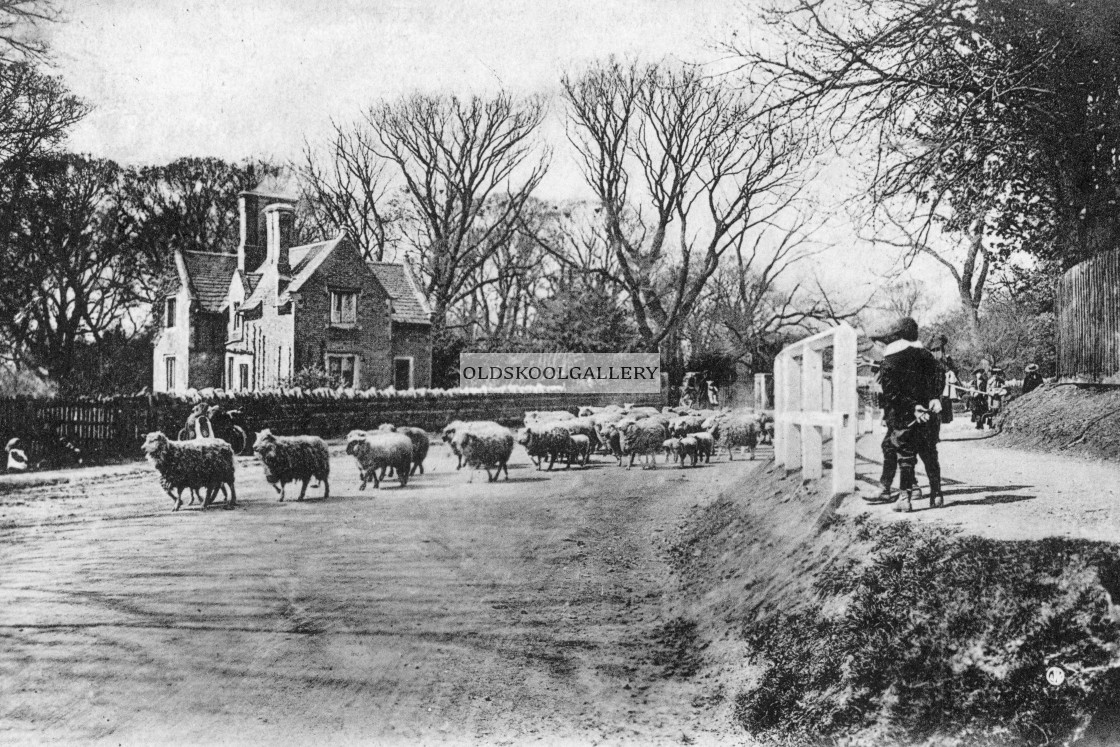 "Thorpe road, Longthorpe, Peterborough (c.1906)" stock image