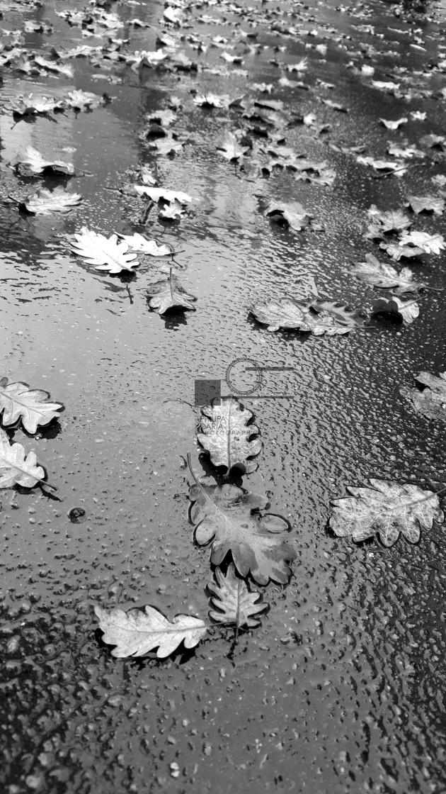 "Rain, leaves" stock image