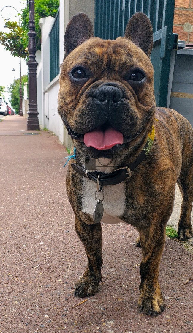 "A happy French Bulldog walking the streets of Paris" stock image