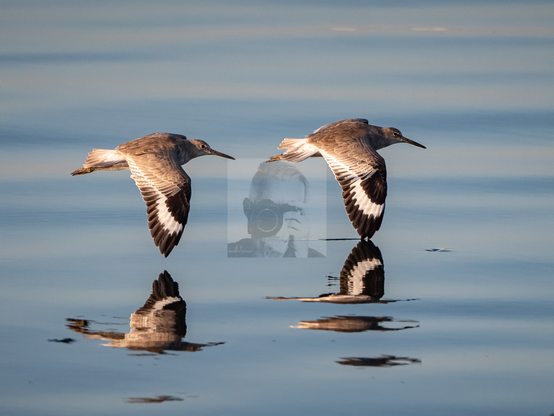 "Couple Of Willets Reflecting" stock image