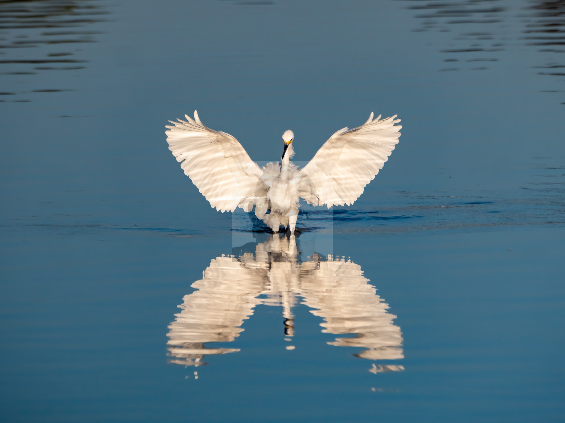 "Snowy Egret Spreading Its Wings With Reflection (Color)" stock image