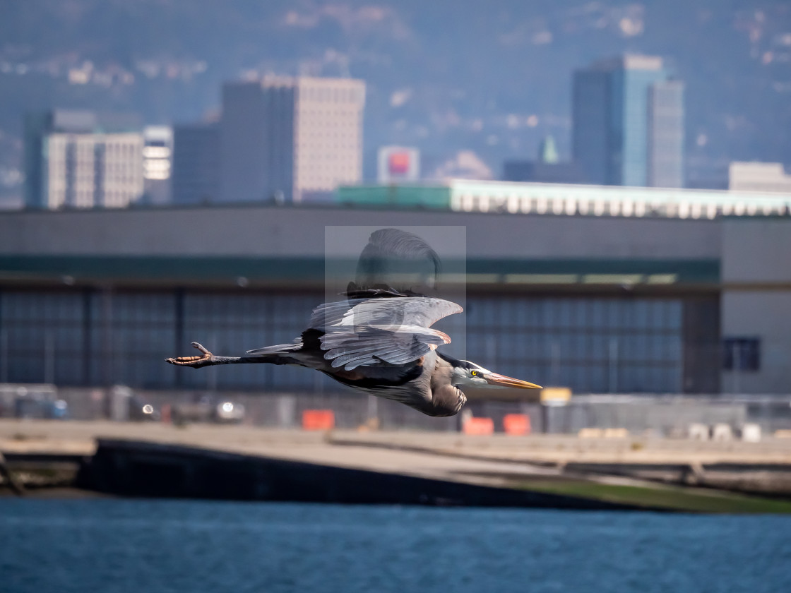 "Great Blue Heron Over Seaplane Lagoon" stock image